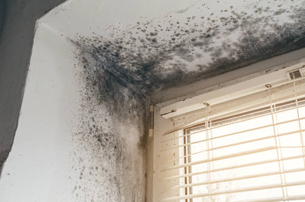 Affordable Mold Removal solutions in Harrison, MI