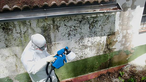 Top rated local Mold Removal specialists in Harrison, MI